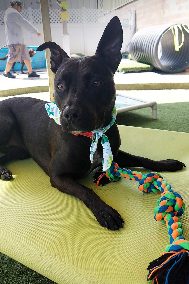 image of cute dog ready to play with chew toy at Tails of Hawaii